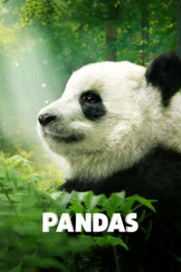 Pandas Pandas